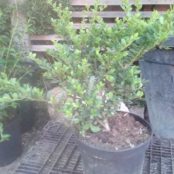 Solitair planten — realisatie 2 door Tuinen Goovaerts