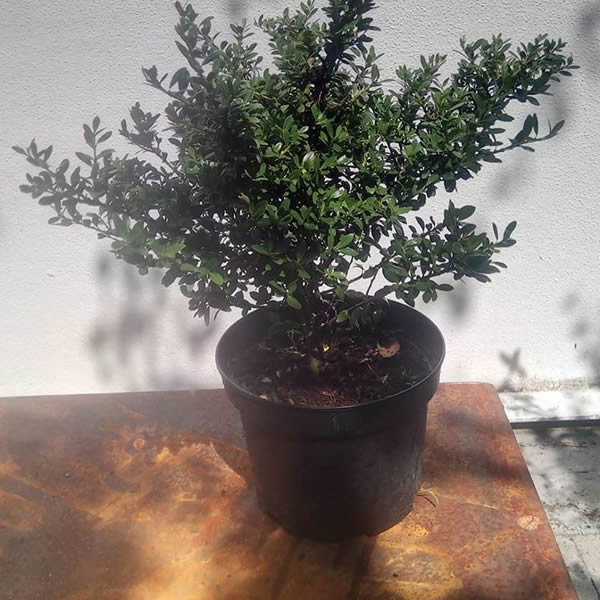 Solitair planten door Tuinen Goovaerts
