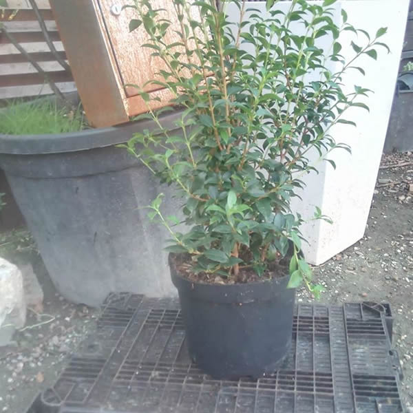 Solitair planten — realisatie 3 door Tuinen Goovaerts